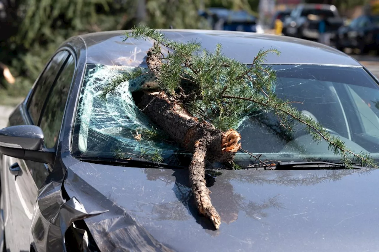 Santa Ana winds blow down trees in Lake Balboa, San Fernando, Pasadena, La Crescenta