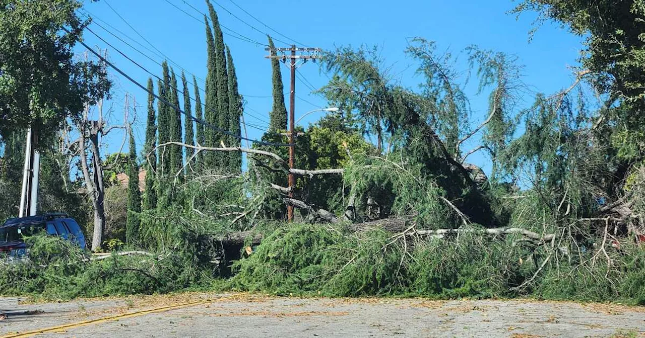 Power Outages And Toppled Trees: Powerful Winds Sweep SoCal