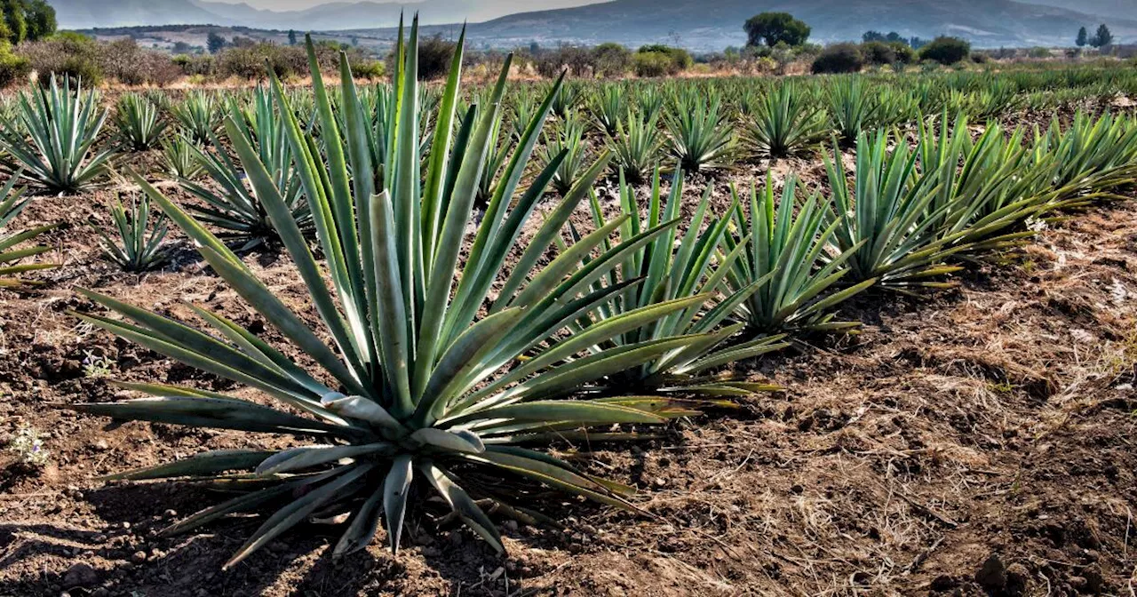 L.A.'s Oaxacan community rallies after wildfire devastates a region of Mexico famed for its mezcal