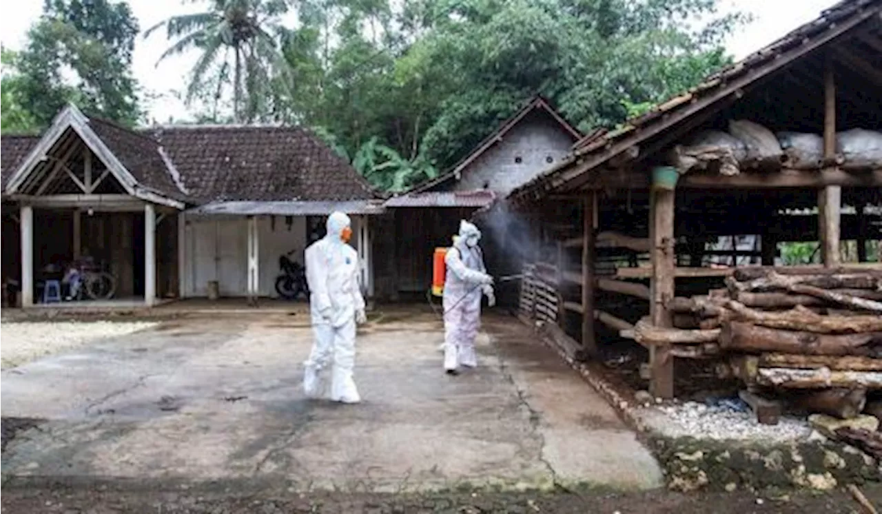 Antraks Kembali Muncul di Gunungkidul dan Sleman Pemkot Yogyakarta Ketatkan Lalu Lintas Ternak