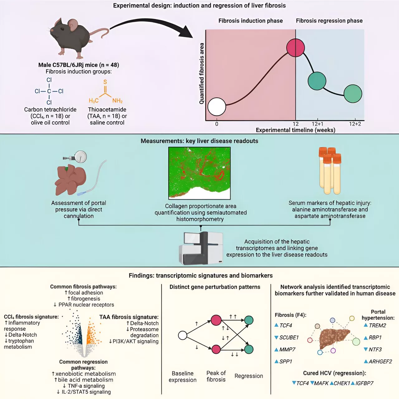 New insights into genetic mechanisms could improve treatment of liver fibrosis