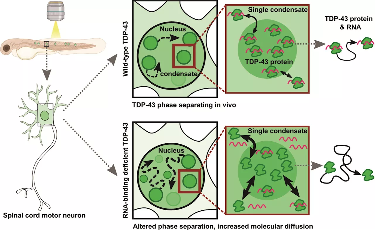 Zebrafish discovery could speed testing of motor neuron disease and dementia treatments