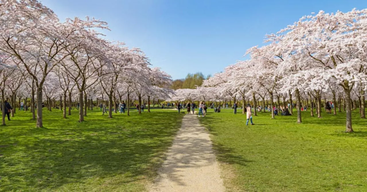 Amsterdam park crowned the best place to see cherry blossom in Europe