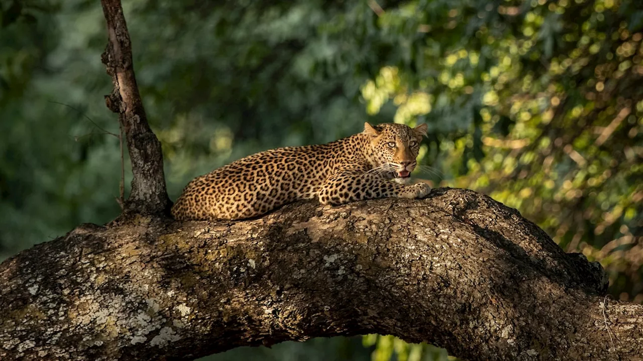 Would you dare to trek through Zambia's 'Valley of the Leopard'?