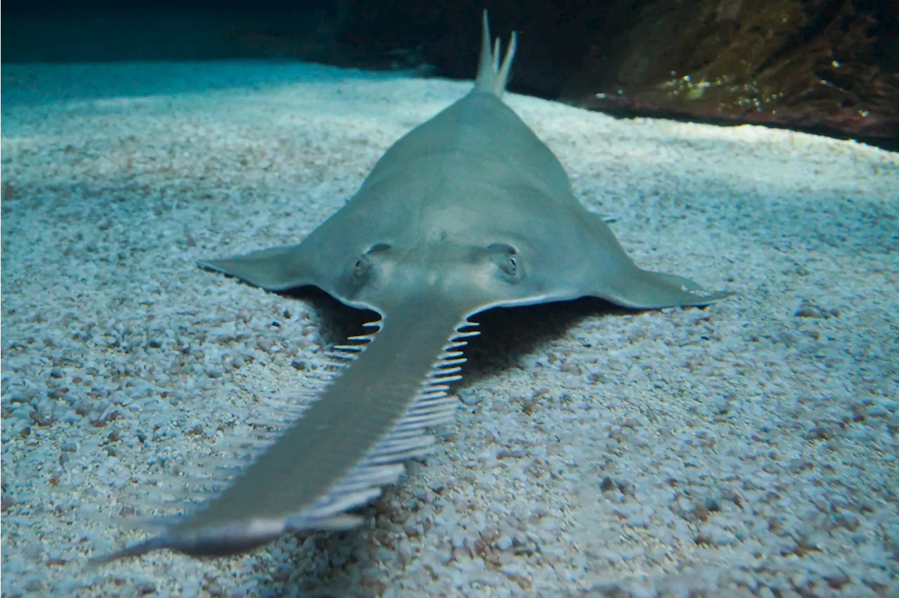 Florida Mystery As Critically Endangered Fish Wash Up Dead and Dying