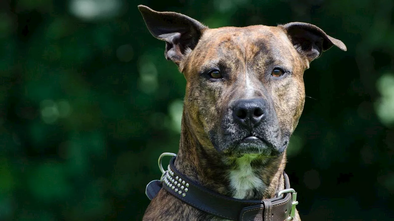 Stafford bijt hondje Floki dood op uitlaatveldje: 'Alleen maar verliezers'