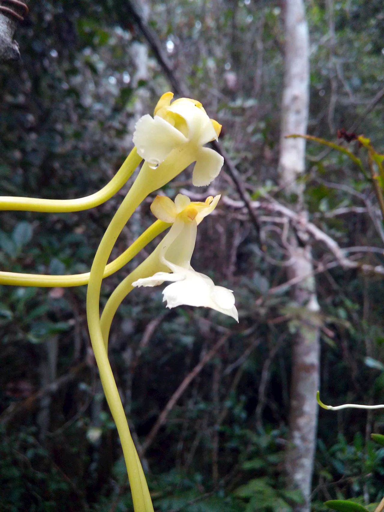 Scientists describe new orchid species related to famous Darwin's orchid