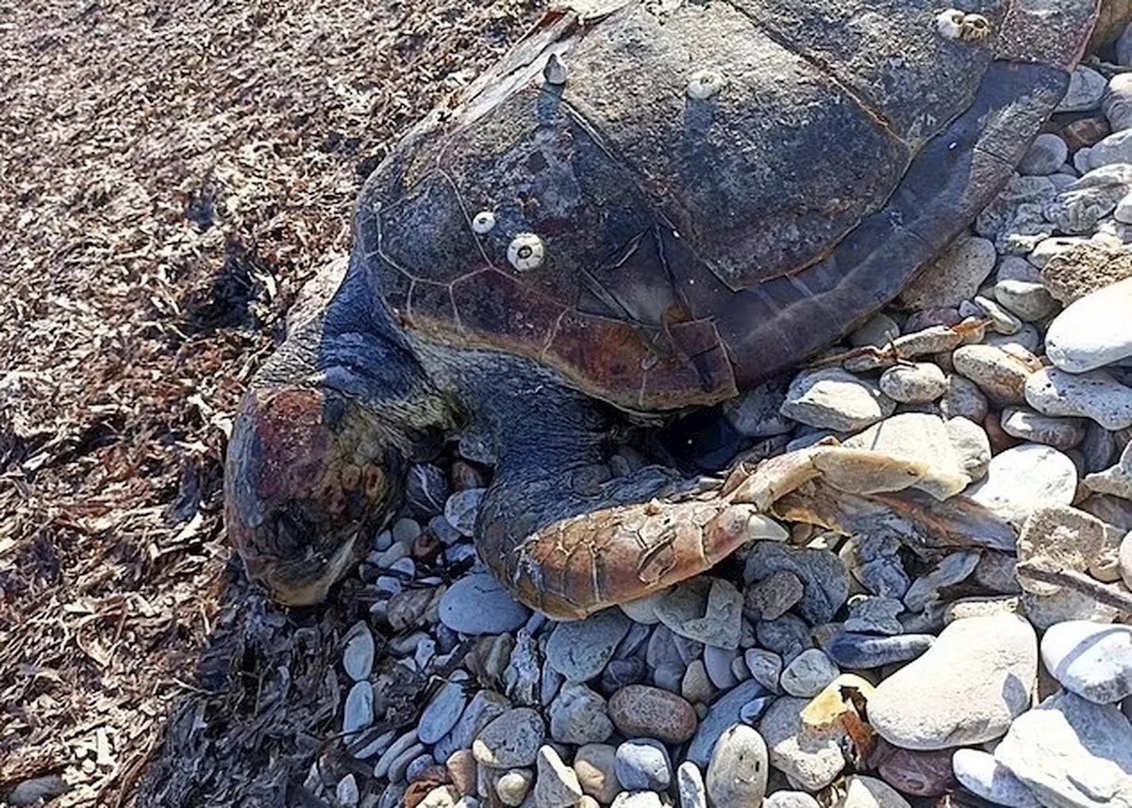 Pesquisadores encontram 492 objetos dentro de tartarugas mortas no Chipre