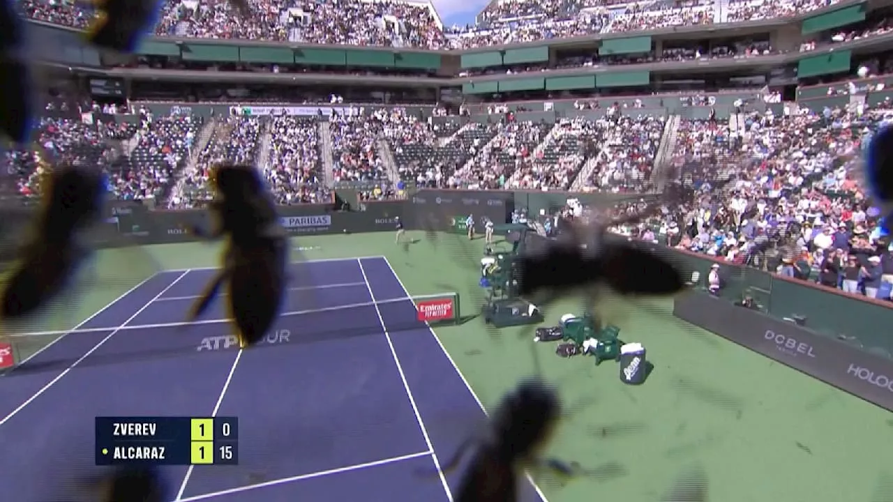 Bieneninvasion beim Tennis-Match in Indian Wells