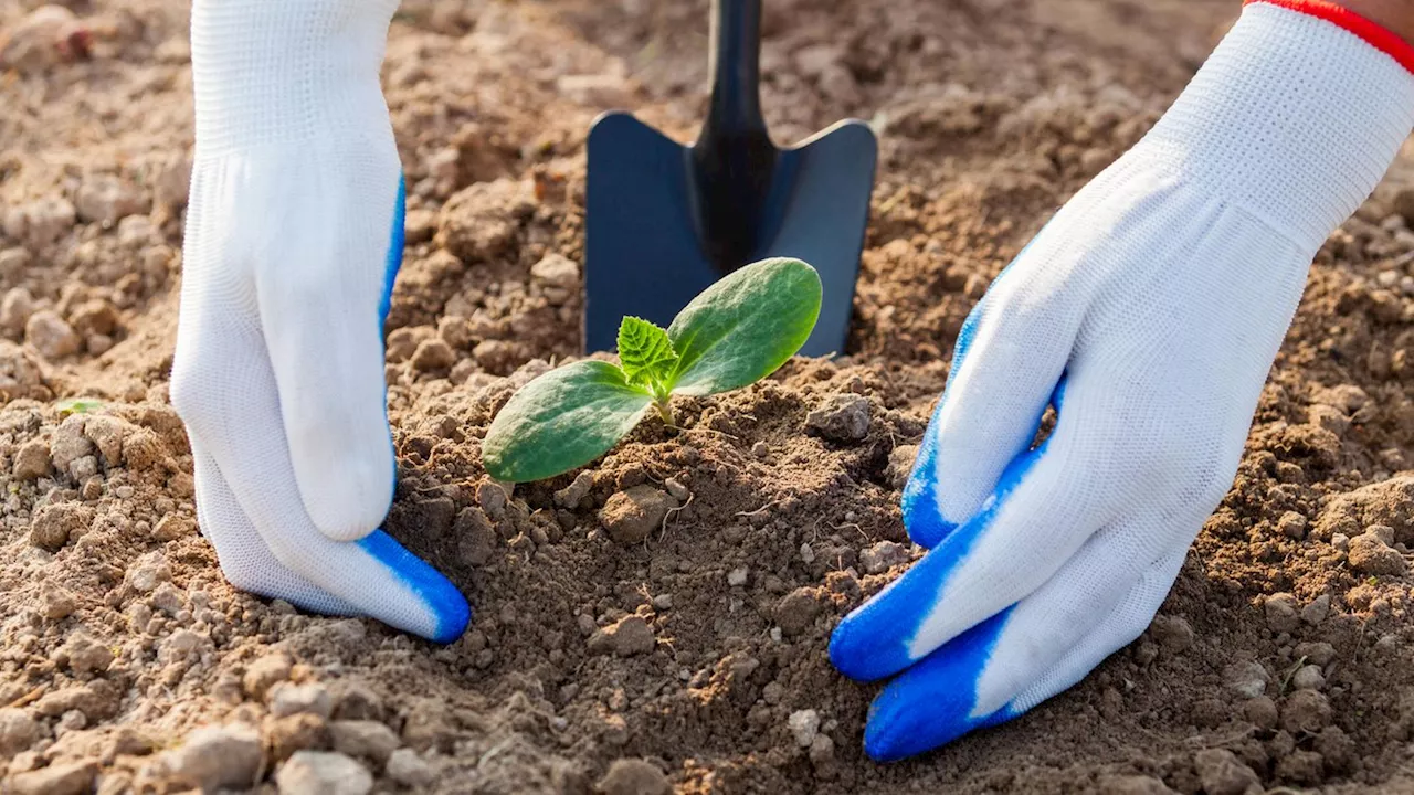 Hände im Garten schützen: Diese Handschuhe sind geeignet