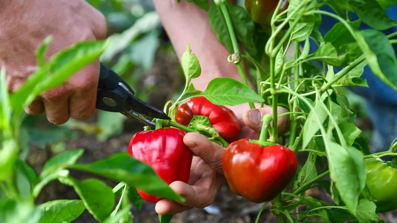 Paprika pflanzen: Die wichtigsten Tipps und häufigsten Fehler