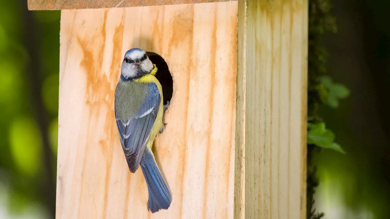 Vogelhaus mit Kamera: Nistkästen und Futterstätten im Vergleich