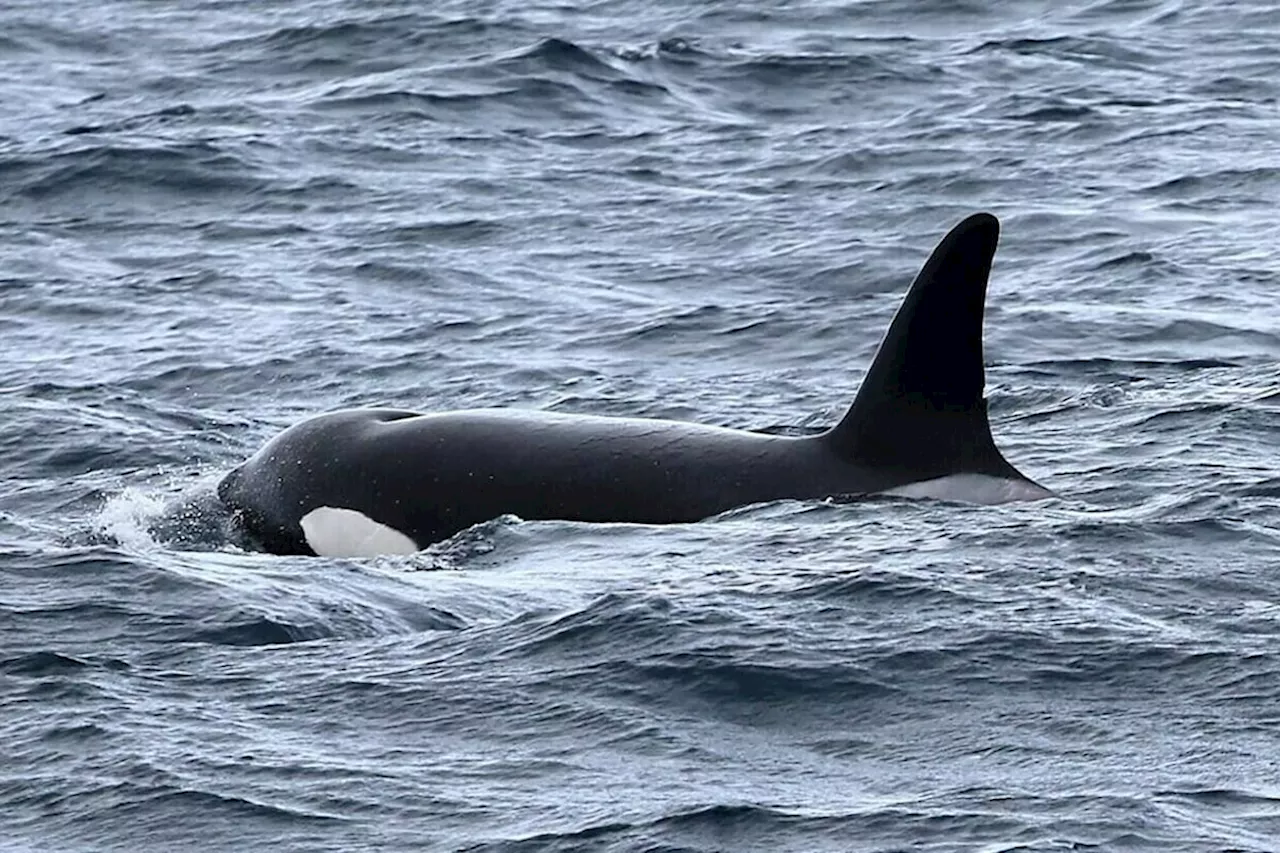 Sperm whale-hunting orcas may be a new population: UBC study