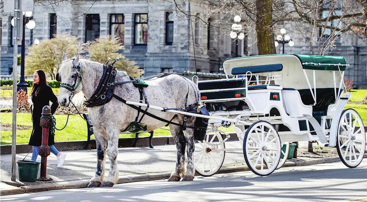 Victoria renews dedicated horse-drawn carriage parking agreements