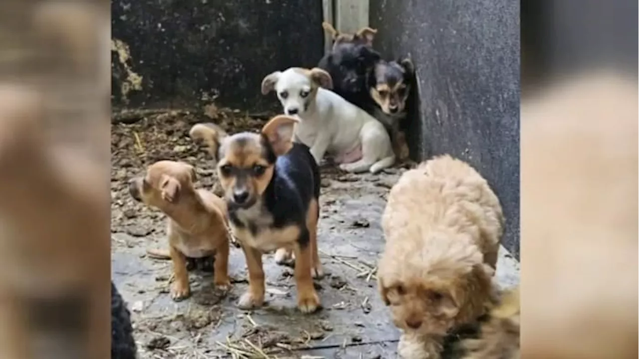 Putnam County holds free adoption event after nearly 200 dogs found at Interlachen home