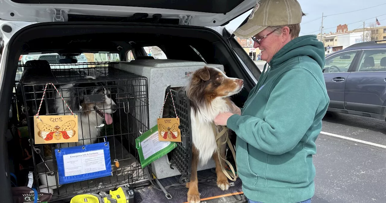 These dogs are soldiers in Indiana's war against the invasive spotted lanternfly