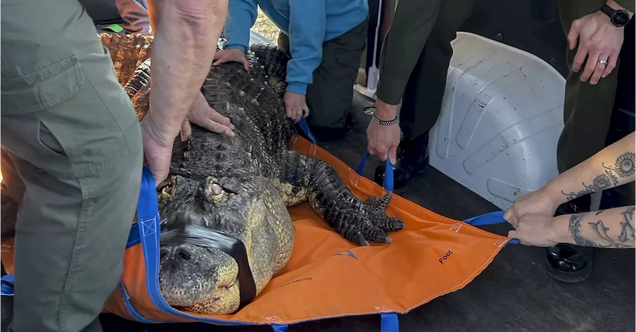 Authorities seize alligator kept in New York home's swimming pool