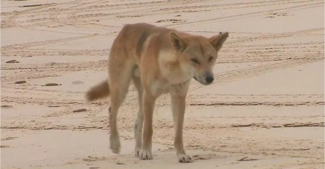 Search for dingo that bit German tourist on K'gari