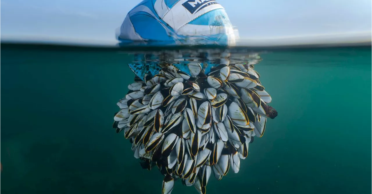 Stunning photos show surprising wildlife in the British Isles