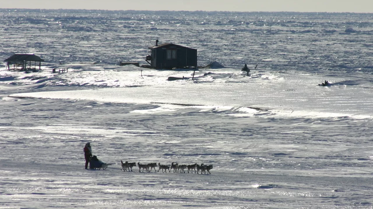 Dogsledding terrain is turning to mush: How climate change forces Iditarod to adapt