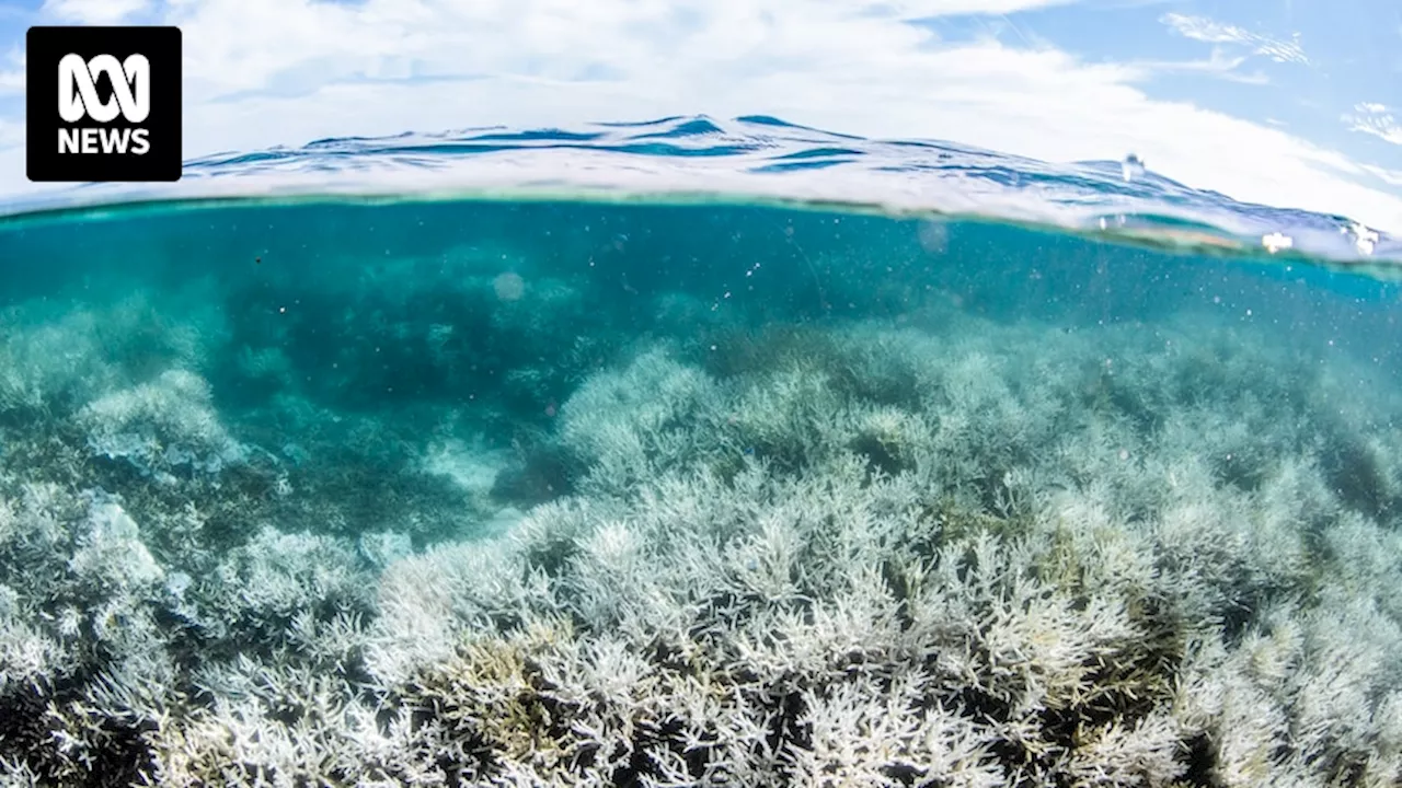 Great Barrier Reef undergoing mass bleaching event leaving 200-year-old corals devastated