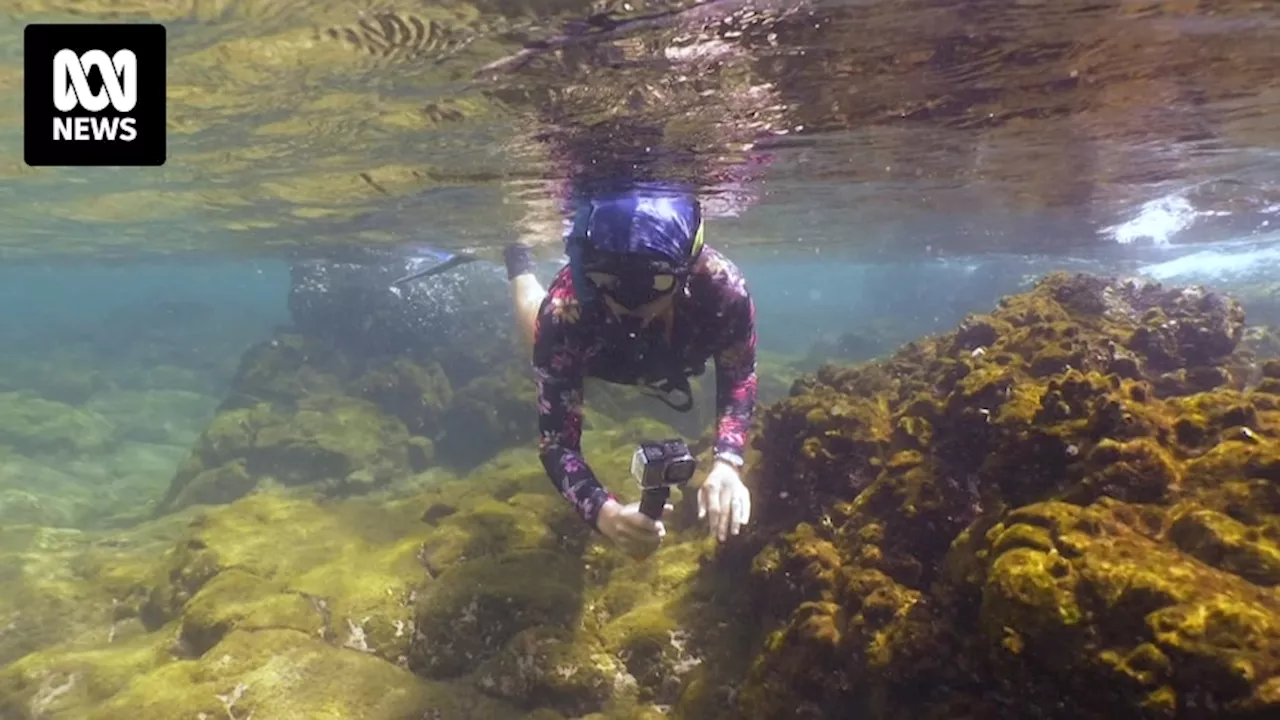 Concern over mass coral bleaching stretching from Great Barrier Reef to south-east Queensland