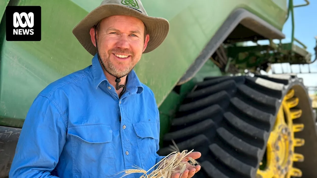 From paddock to pint, Australian brewers are getting fussy about beer barley