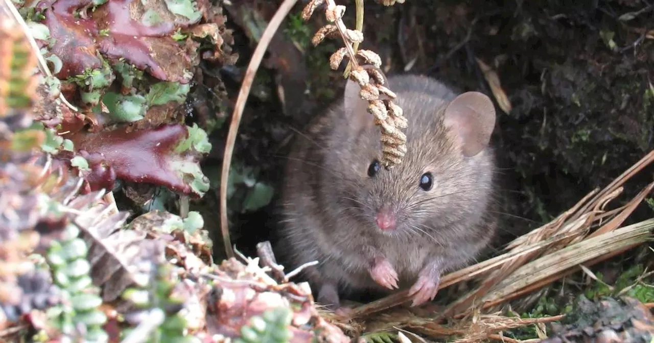 Mice are breeding prolifically and eating seabirds on island near Antarctica, spurring extermination plan