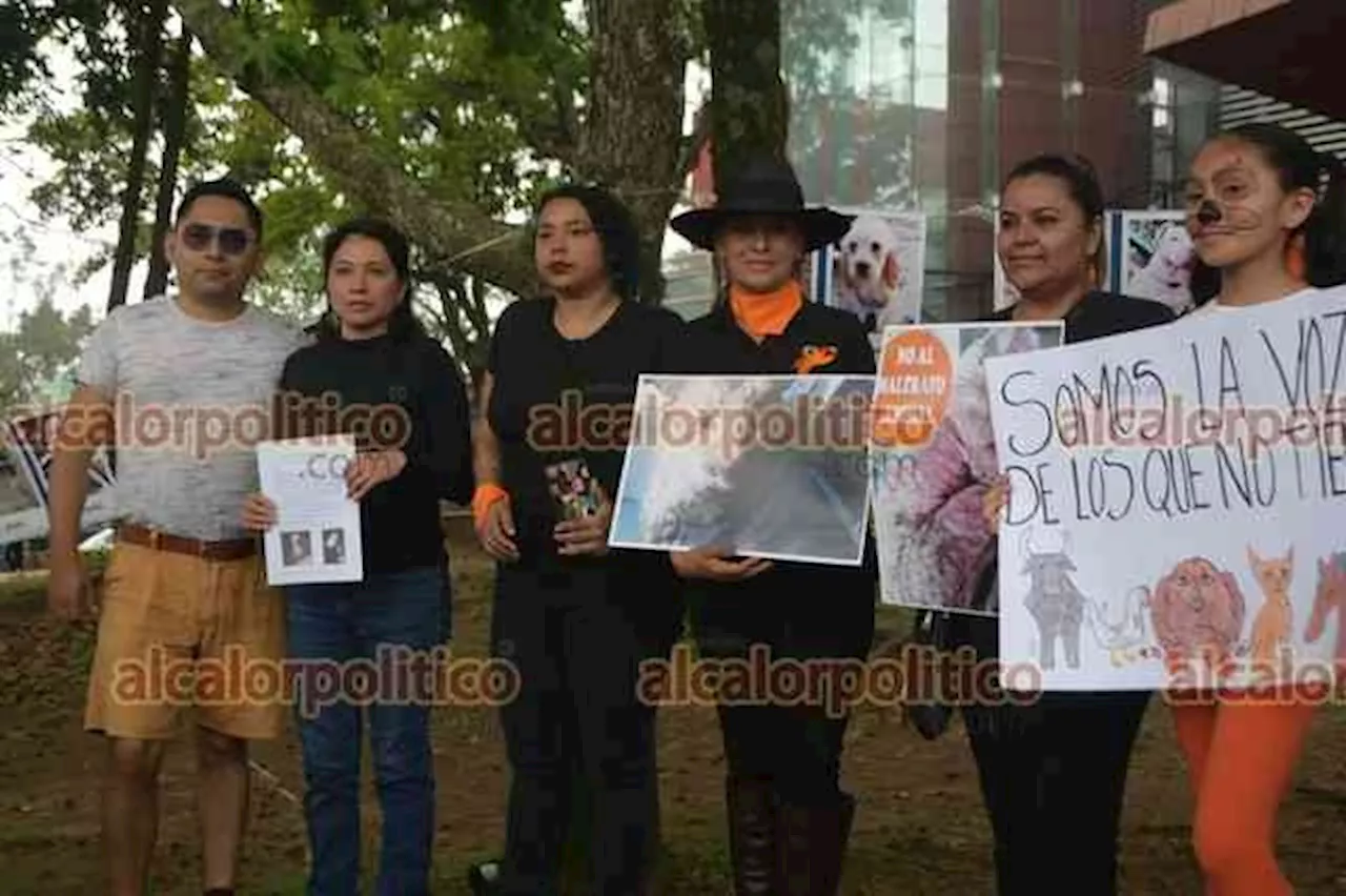 Activistas reprochan impunidad en casos de maltrato animal, en Veracruz