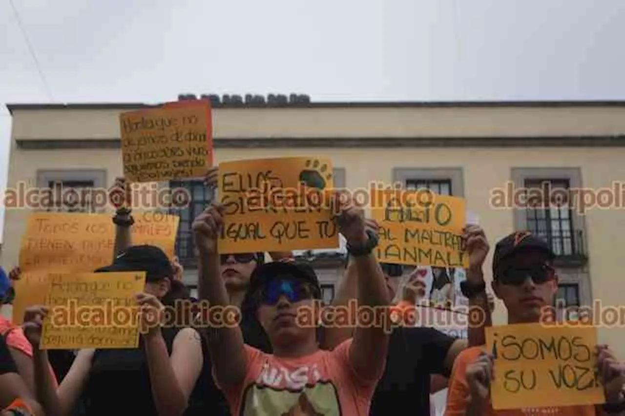 Al mes, activistas reciben casi 500 denuncias por maltrato animal, en Xalapa