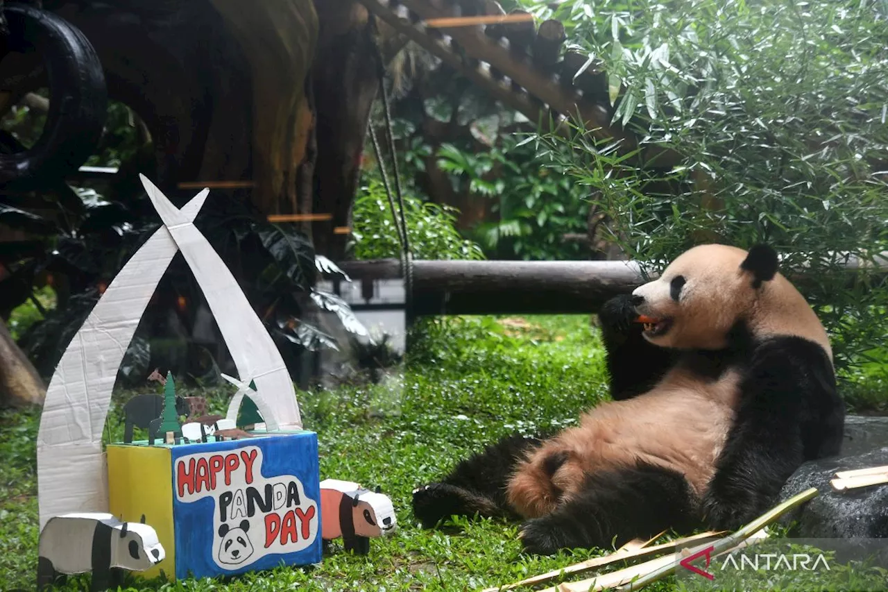 Peringatan Hari Panda Nasional di Taman Safari Indonesia