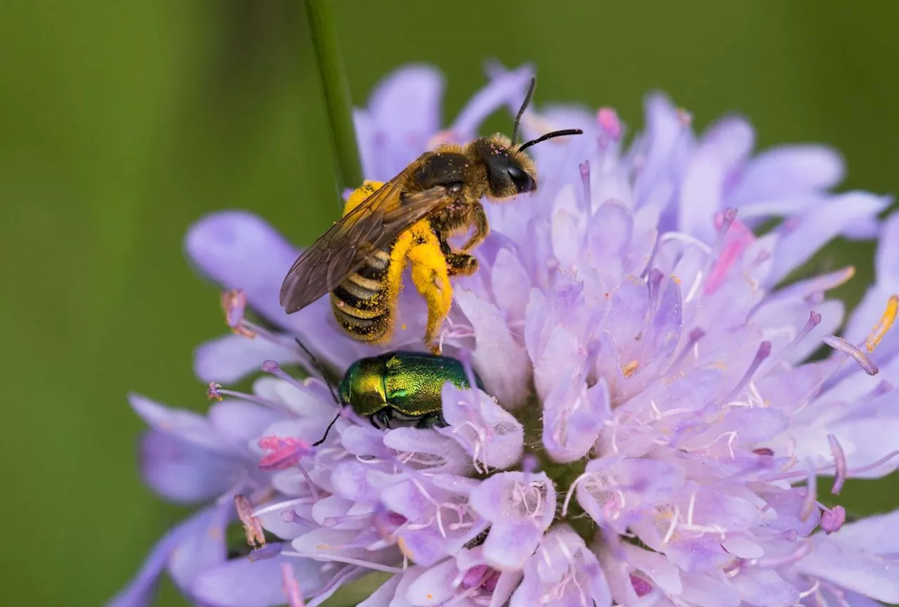 Garten und Umweltschutz: Diese Blumen sind Rettungsinseln für Wildbienen