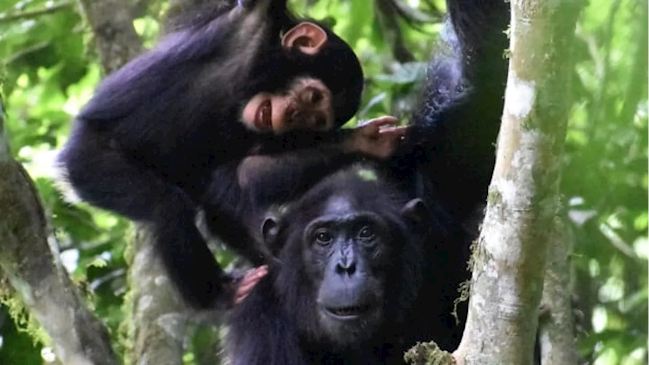 Chimpanzee moms play with their kids — even when they're hungry and tired