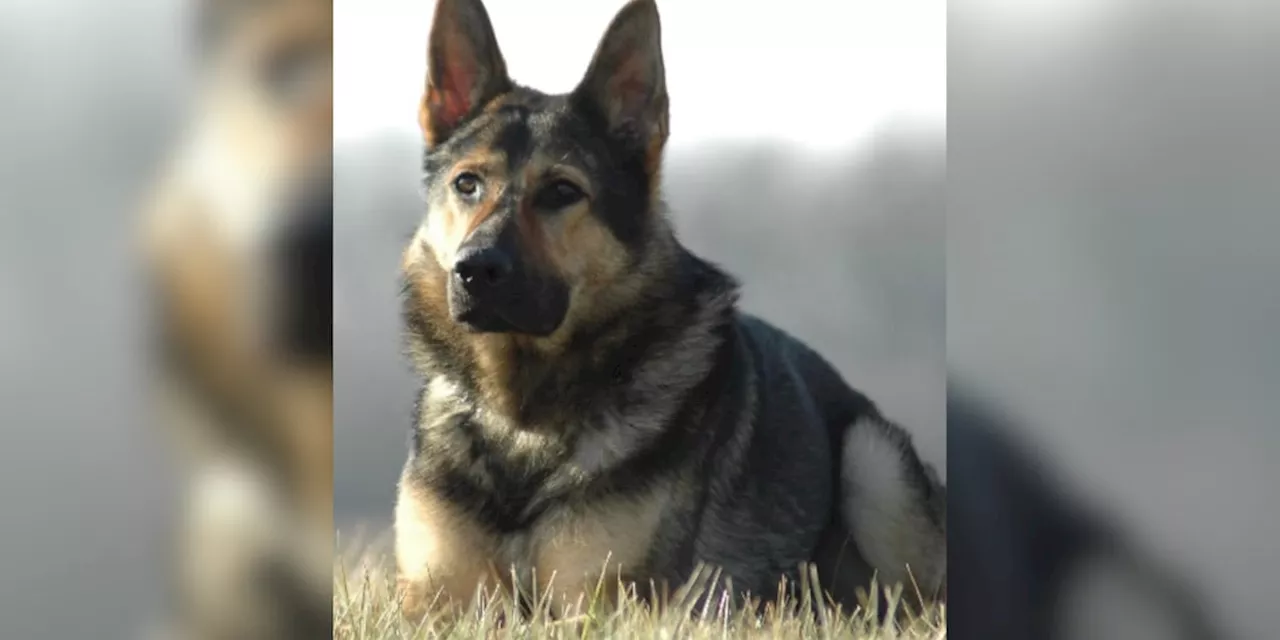 Garfield Heights Police Department mourns passing of retired K-9 Rosco