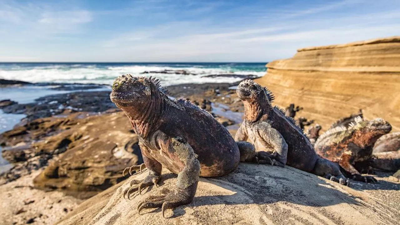 Galapagos Islands to double tourist entry fees amid concerns over rising visitor numbers