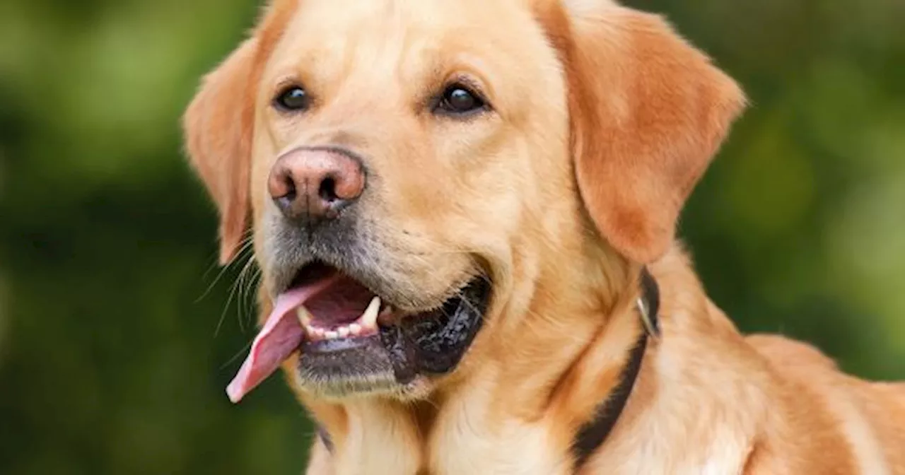 TE SORPRENDERÁ saber cómo podés ALIMENTAR A TU PERRO cuando NO ESTÁS EN CASA