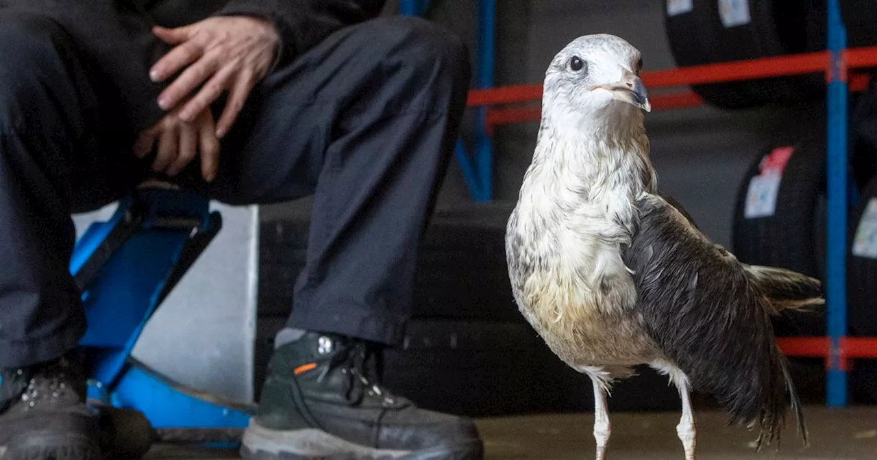 Scots car mechanic becomes best pal with seagull after nursing it back to health