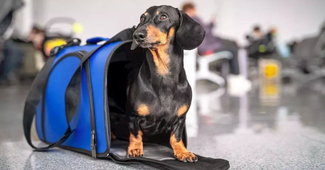 UK holidaymakers heading to Europe with pets urged to have right documents