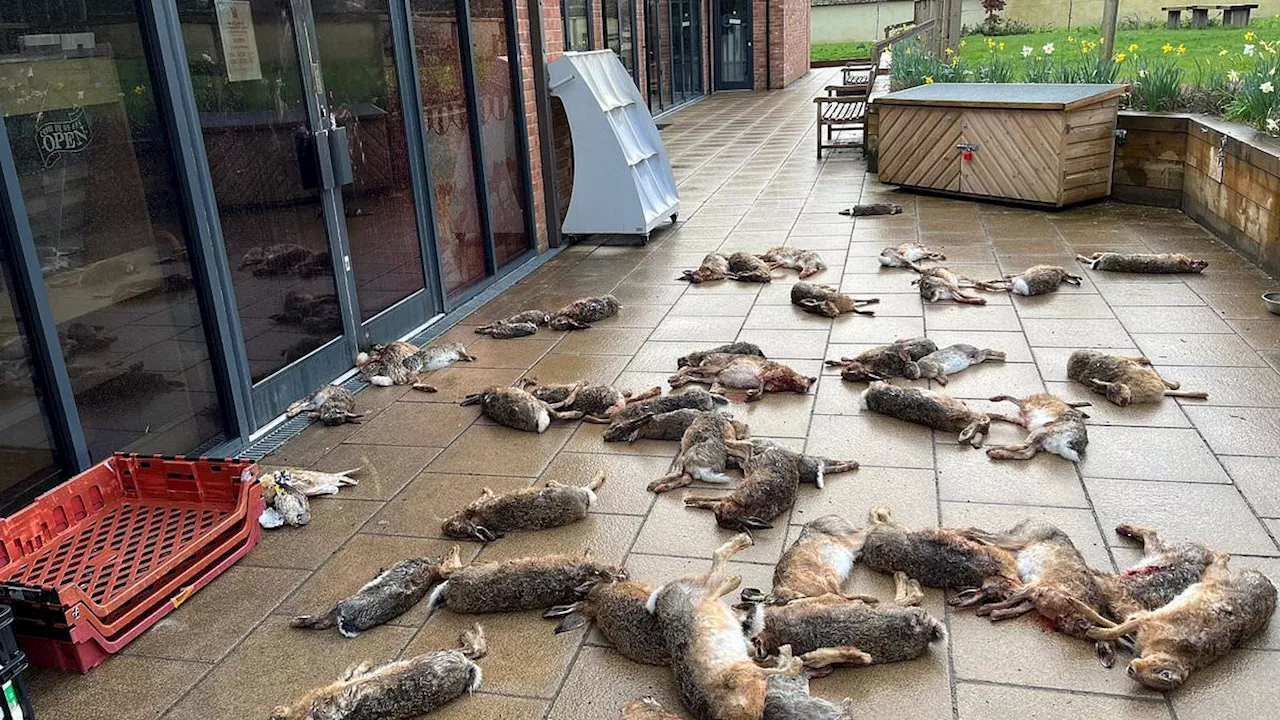 Chilling mystery as hordes of dead animals are dumped outside village shop just weeks after nearby...