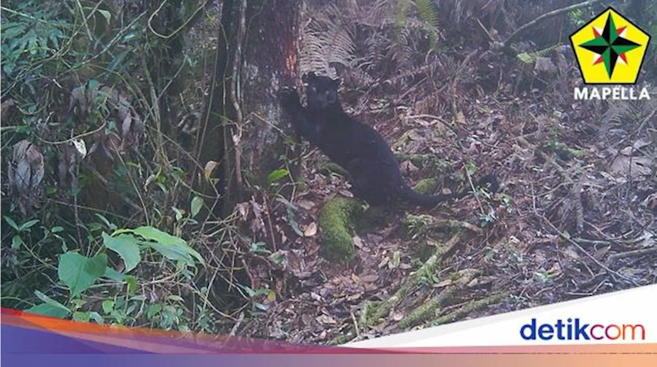 Kisah 10 Hari Tinggal di Hutan Demi Mencari Macan Gunung Sunda Purba