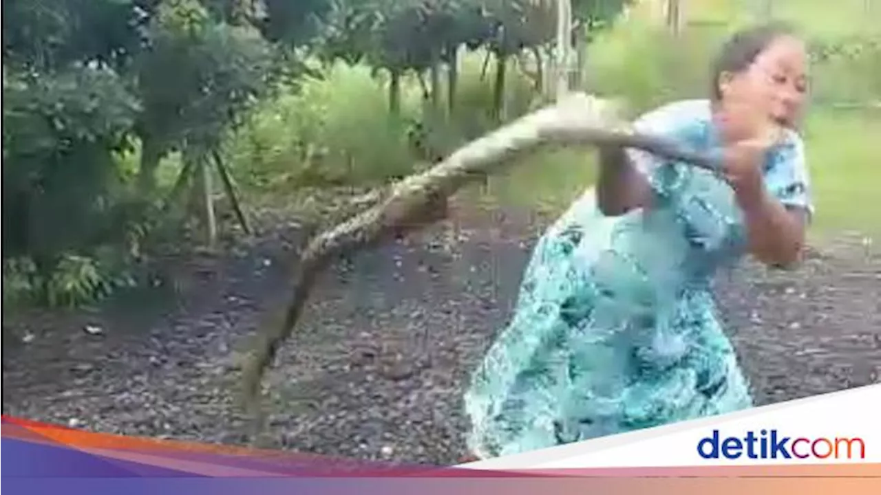 Viral Emak-emak Madura Emosi Banting Ular yang Makan Ayam