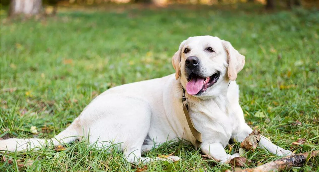 ¿Cuáles son los remedios caseros para eliminar pulgas de tu perro, según experta?