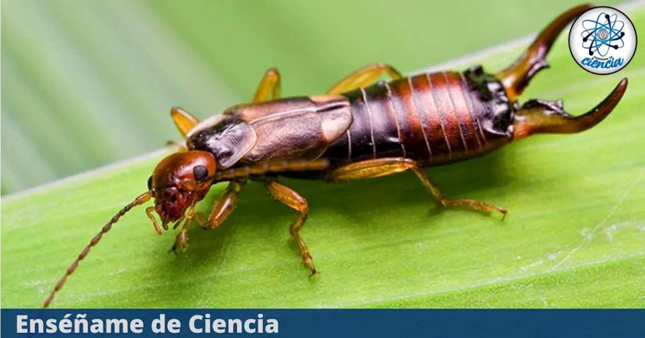 Este es el profundo significado de que hayan tijerillas en tu casa