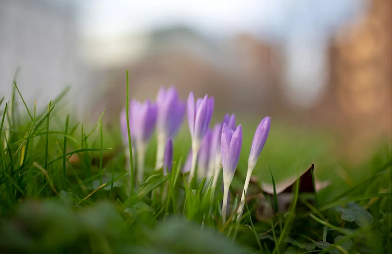 Frühlingshafte Temperaturen bis 17 Grad zum Wochenstart