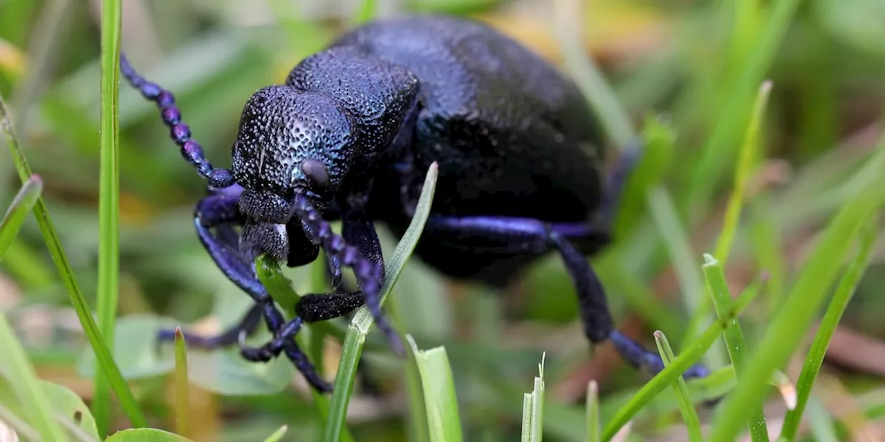 So reagieren Sie richtig, wenn Sie einen Ölkäfer im Garten entdecken