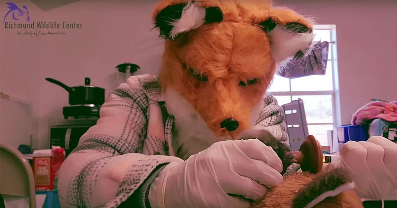 Wildlife Center Employee Dresses as Big Fox to Care for Baby Foxes