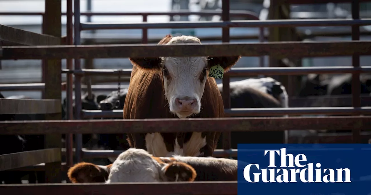 Australia's Cattle Herd Estimate Likely Incorrect, Researchers Say