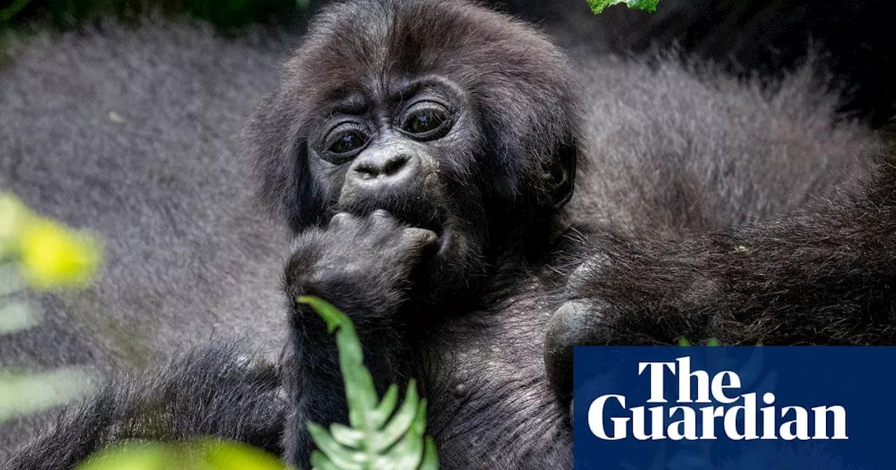 – in pictures: a baby gorilla, a rare black leopard and a sucker-bum squid