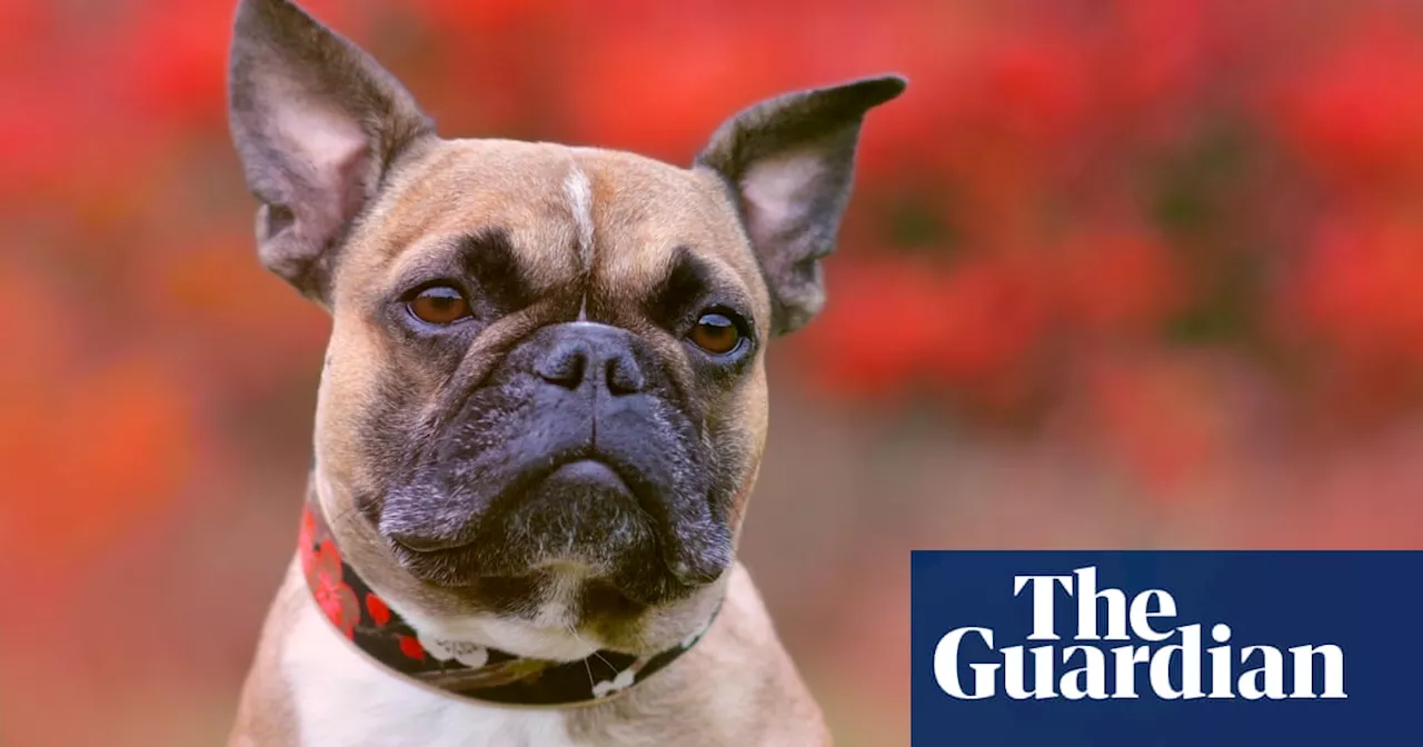 Number of abandoned French bulldogs increases sharply in England and Wales