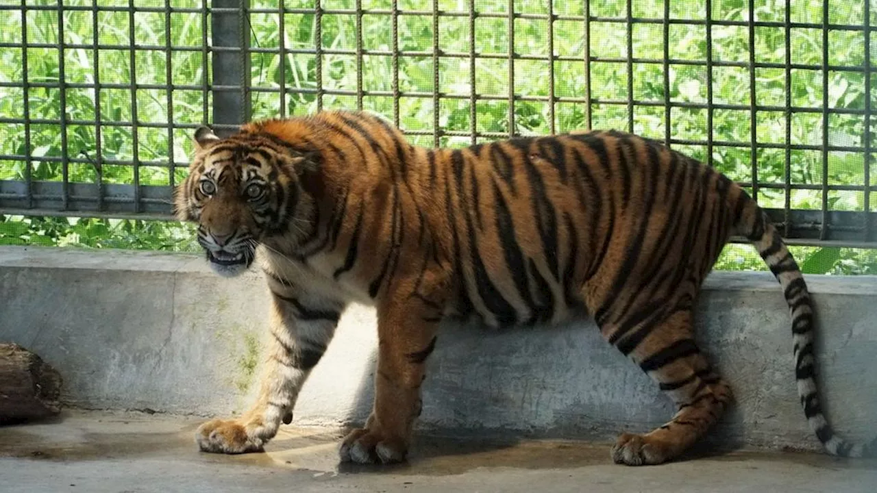 Meredam Konflik Harimau Sumatera dan Manusia di Lampung